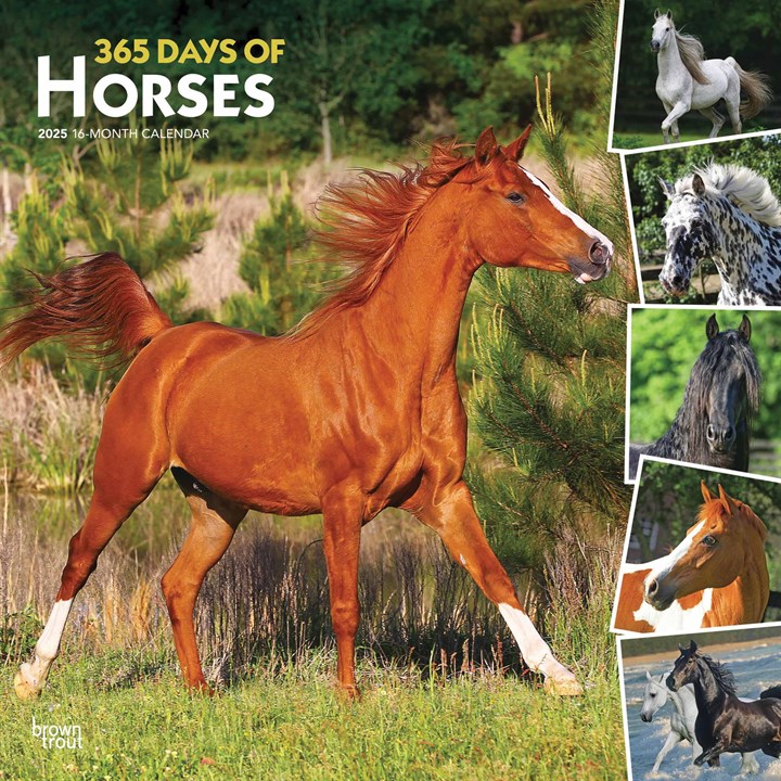 365 Days Of Horses Calendar 2025