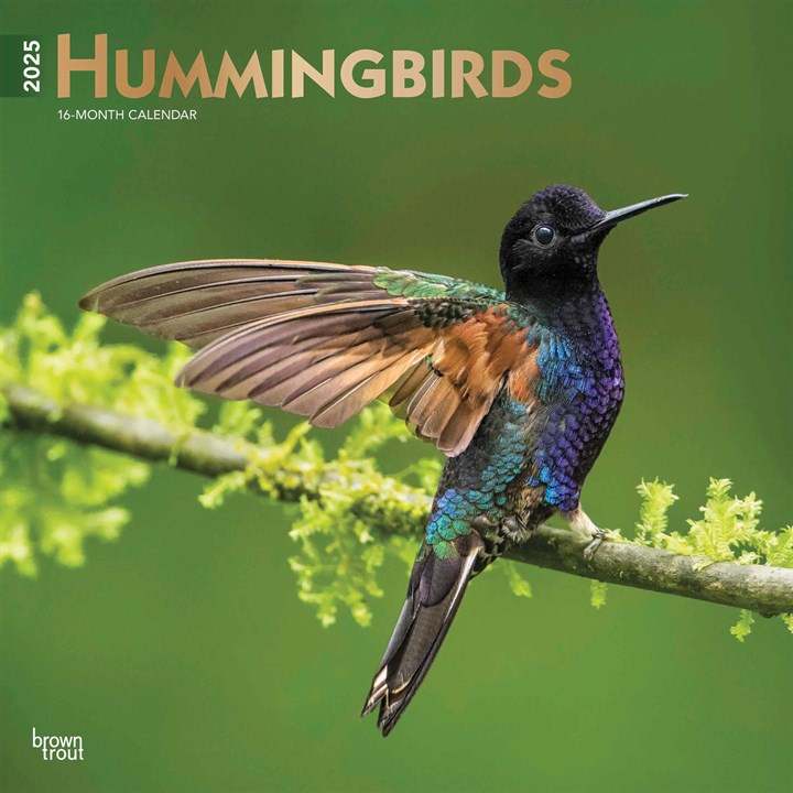 Hummingbirds Calendar 2025