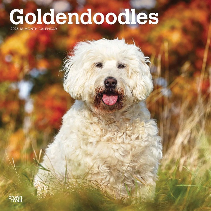 Goldendoodles Calendar 2025