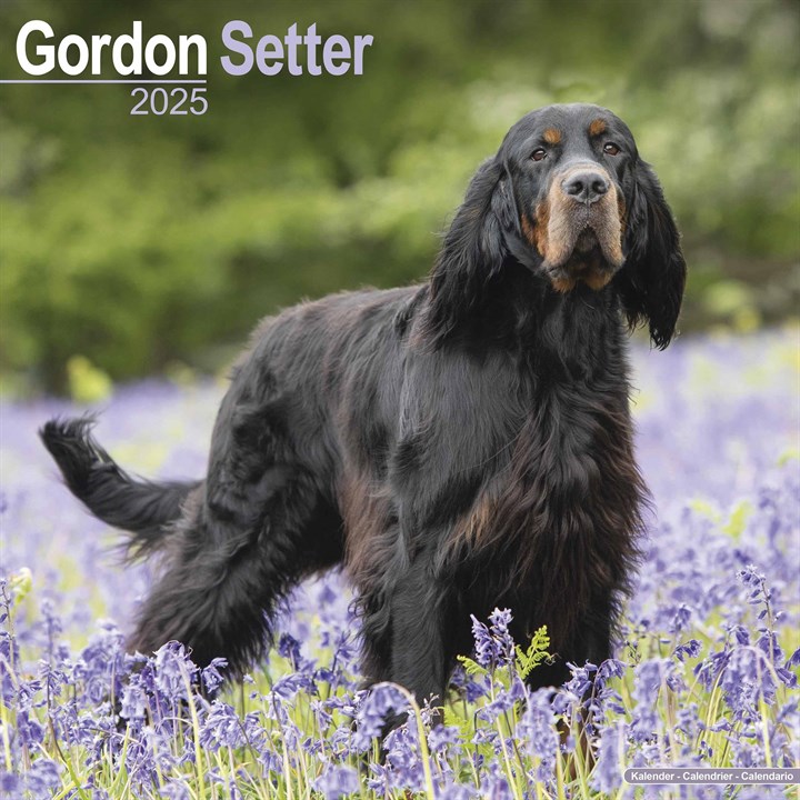 Gordon Setter Calendar 2025