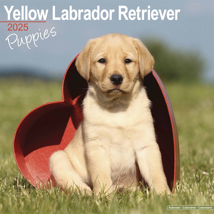 Yellow Labrador Retriever Puppies Calendar 2025