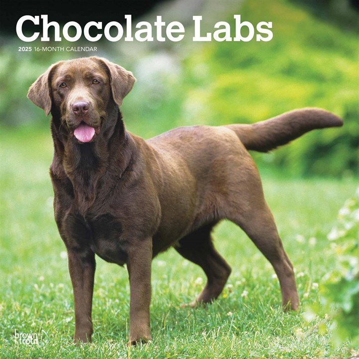 Chocolate Labs Calendar 2025