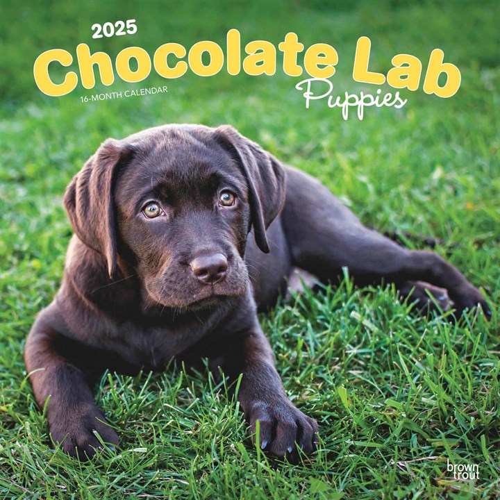 Chocolate Lab Puppies Calendar 2025