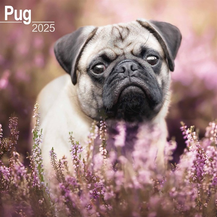 Pug Calendar 2025