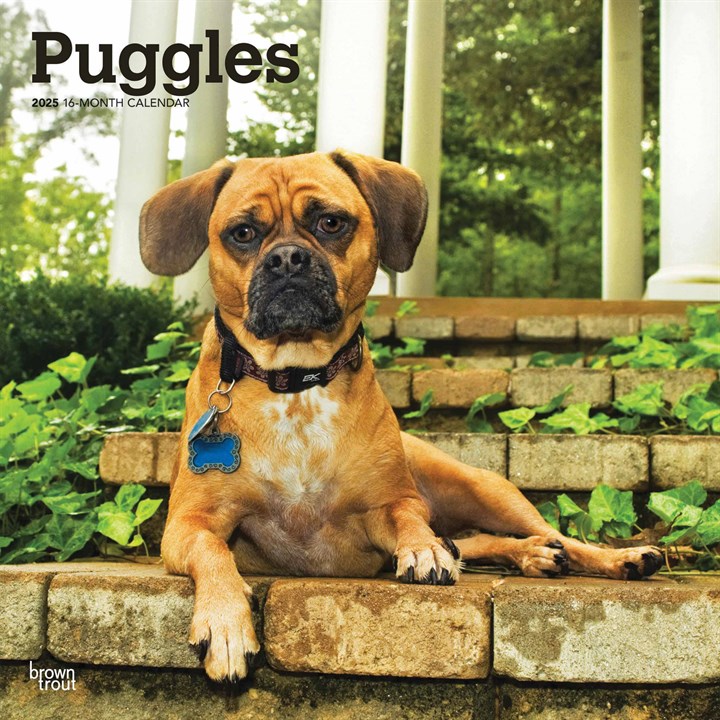 Puggles Calendar 2025