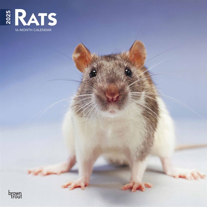 Rats Calendar 2025