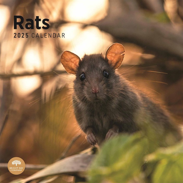 Rats Calendar 2025