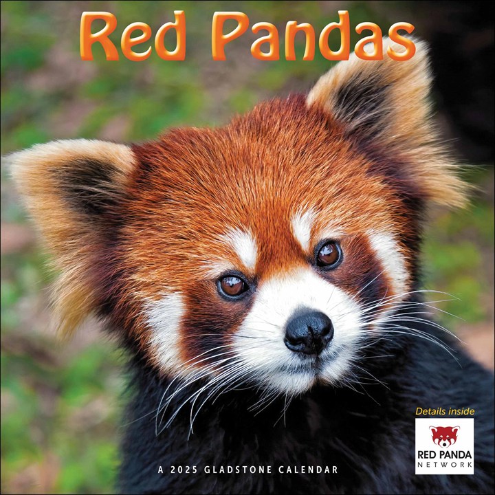 Red Pandas Calendar 2025