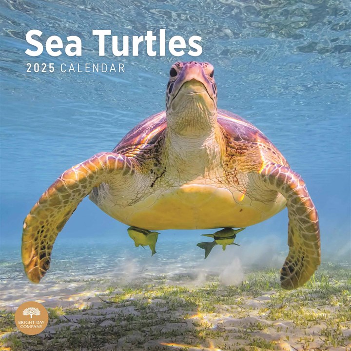 Sea Turtles Calendar 2025