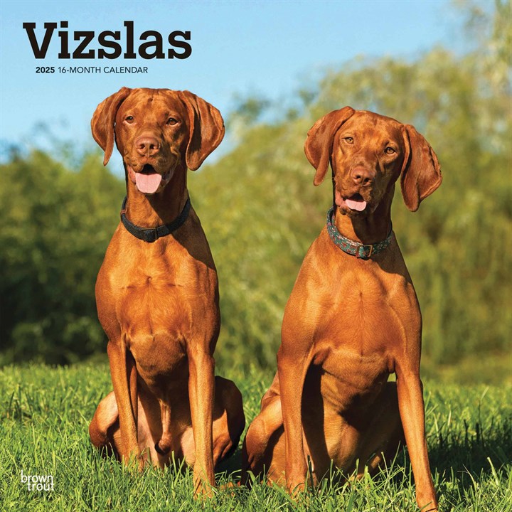 Vizslas Calendar 2025