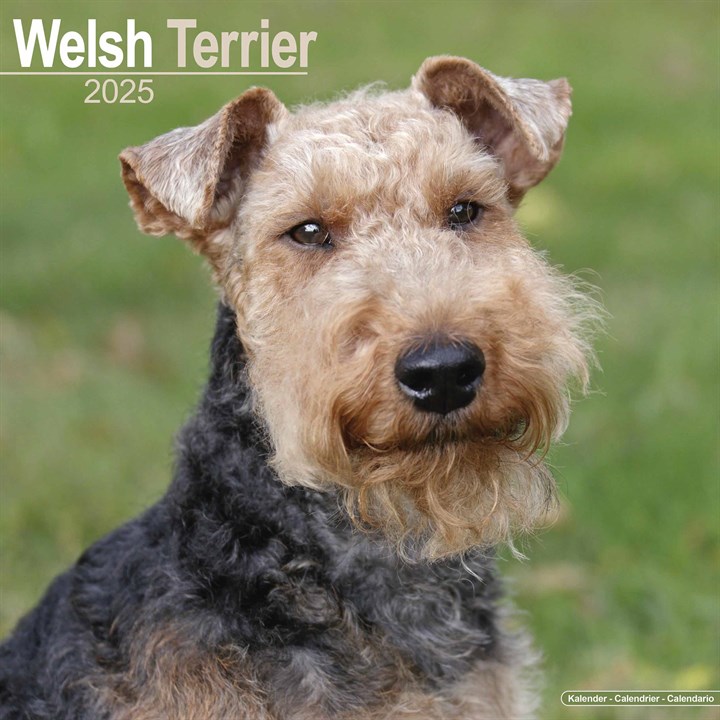 Welsh Terrier Calendar 2025