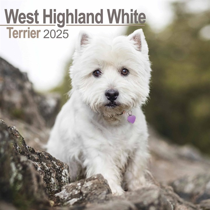 West Highland White Terrier Calendar 2025