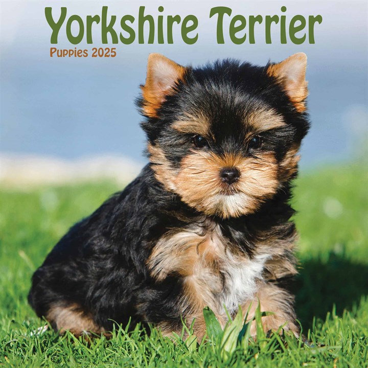 Yorkshire Terrier Puppies Mini Calendar 2025