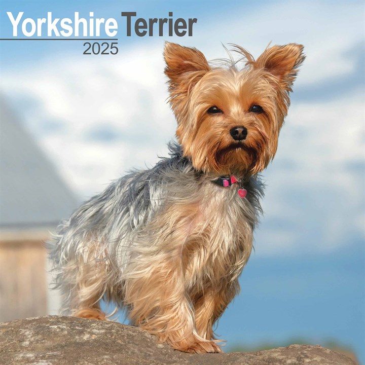 Yorkshire Terrier Calendar 2025