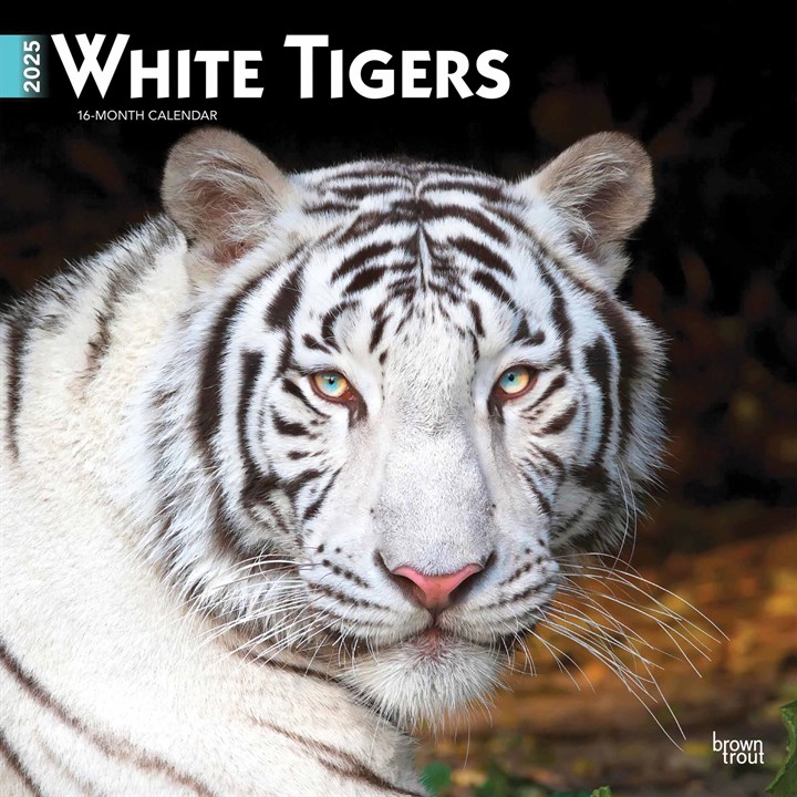 White Tigers Calendar 2025