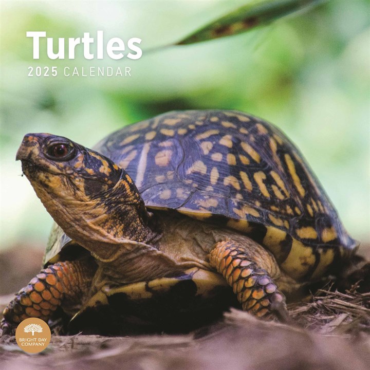Turtles Calendar Calendar 2025