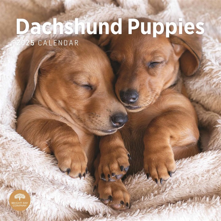 Dachshund Puppies Calendar 2025