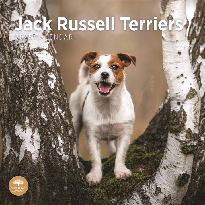 Jack Russell Terriers Calendar 2025