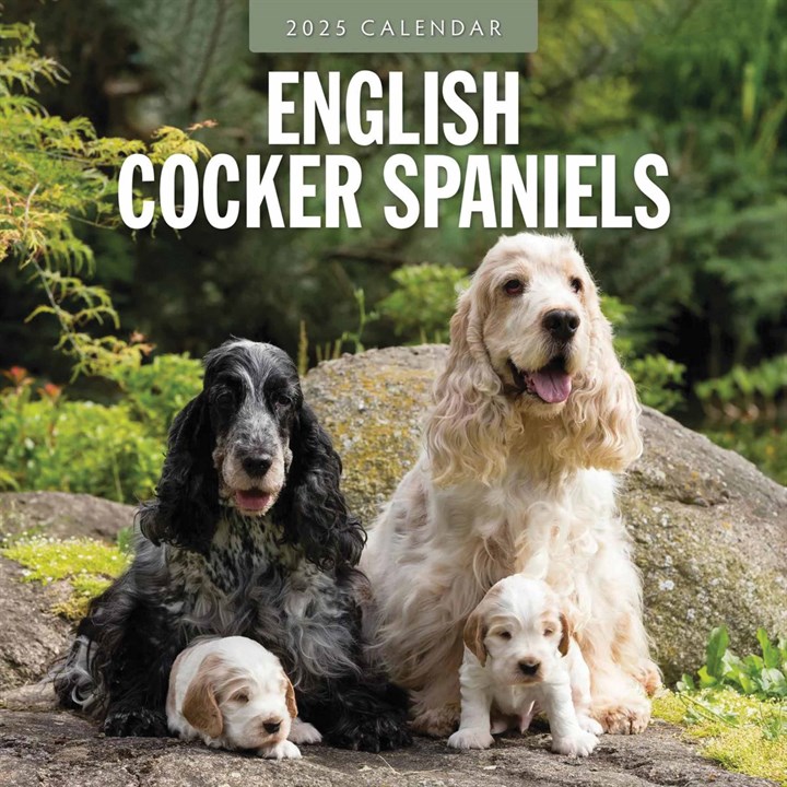 English Cocker Spaniels Calendar 2025