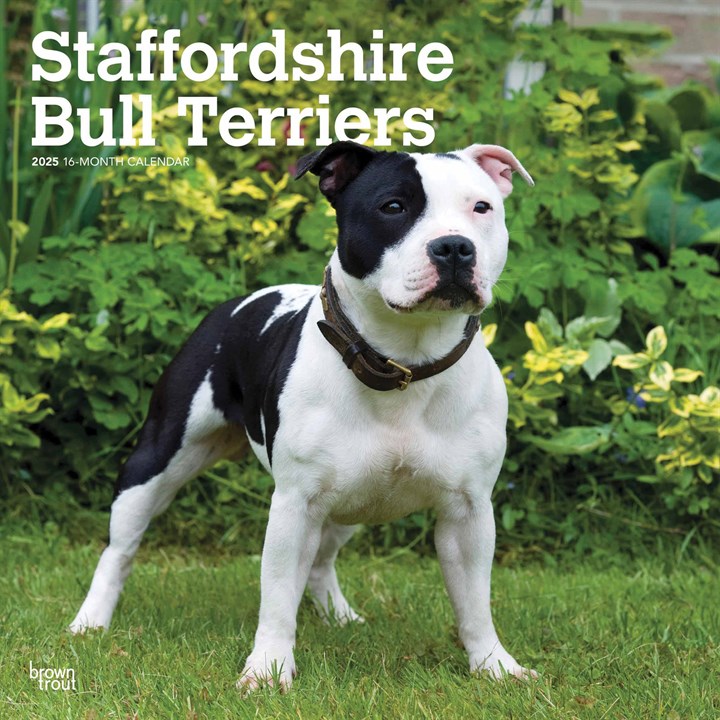 Staffordshire Bull Terriers Calendar 2025