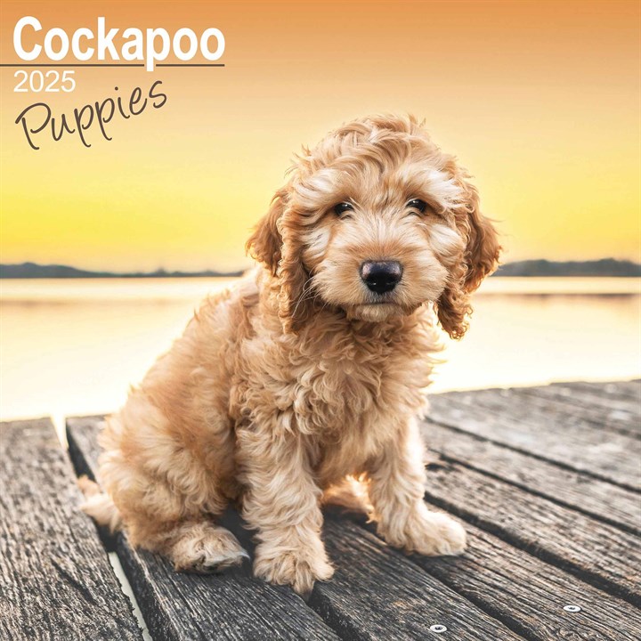 Cockapoo Puppies Calendar 2025