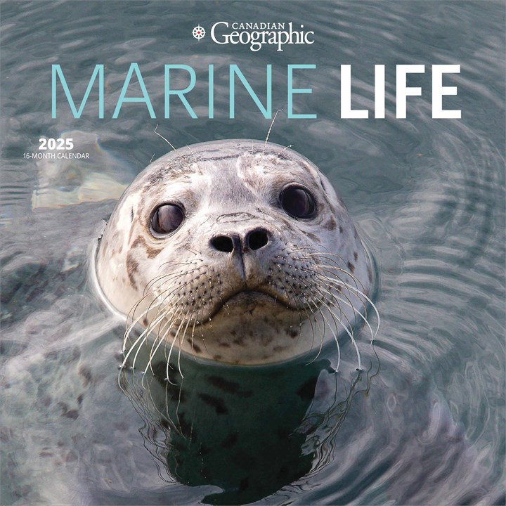 Marine Life Calendar 2025