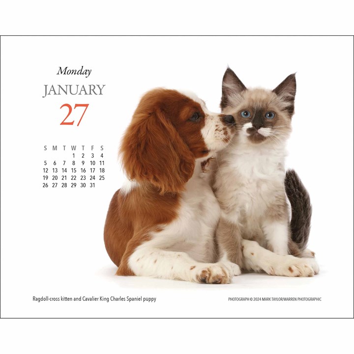 Kittens & Friends Desk Calendar 2025