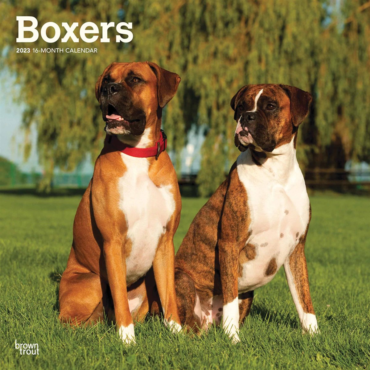 are male or female boxer dogs better