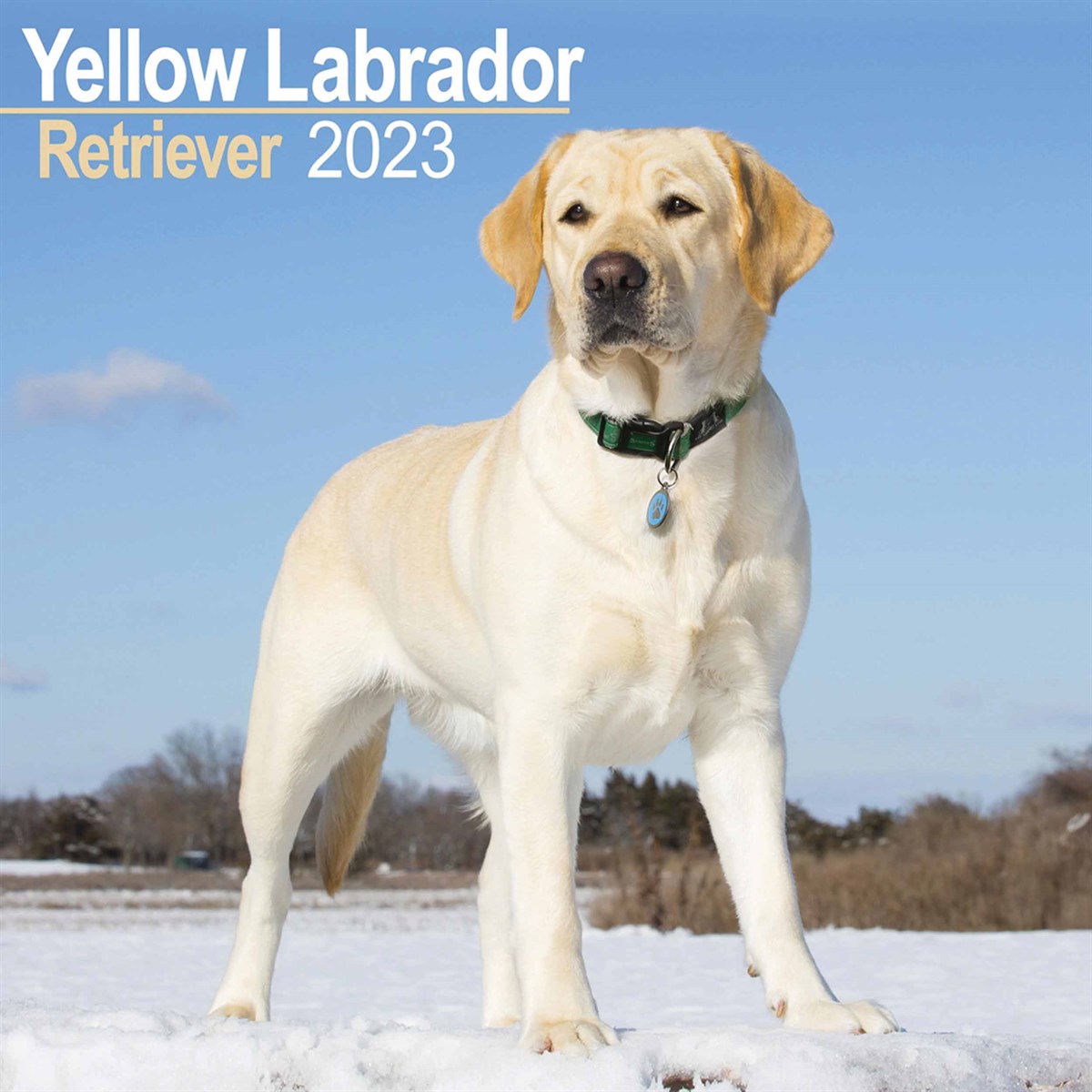 yellow labrador retriever