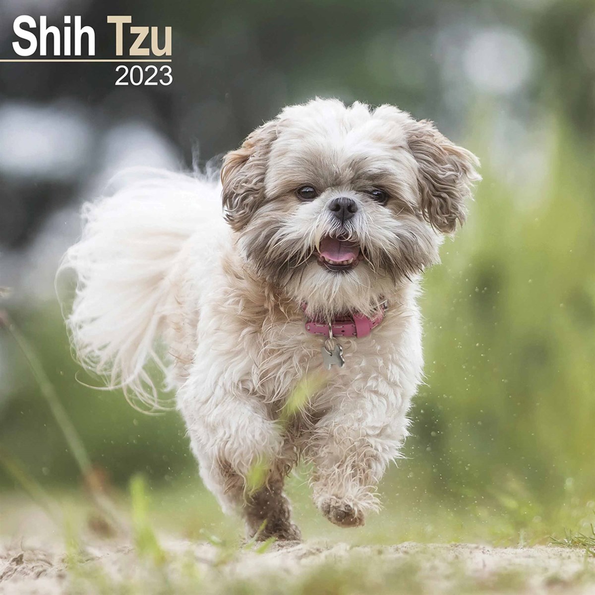 are shih tzu friendly with other dogs