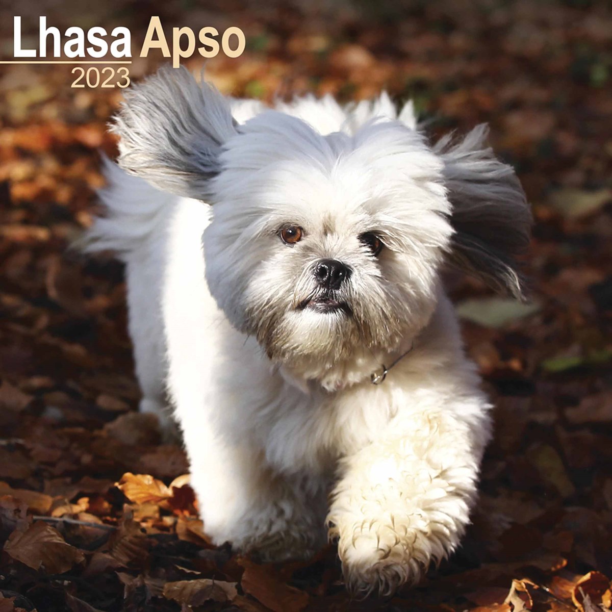 is there a lhasa apso in england