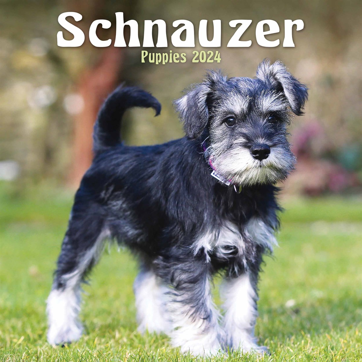 Pet of the week: The miniature schnauzer, The Independent