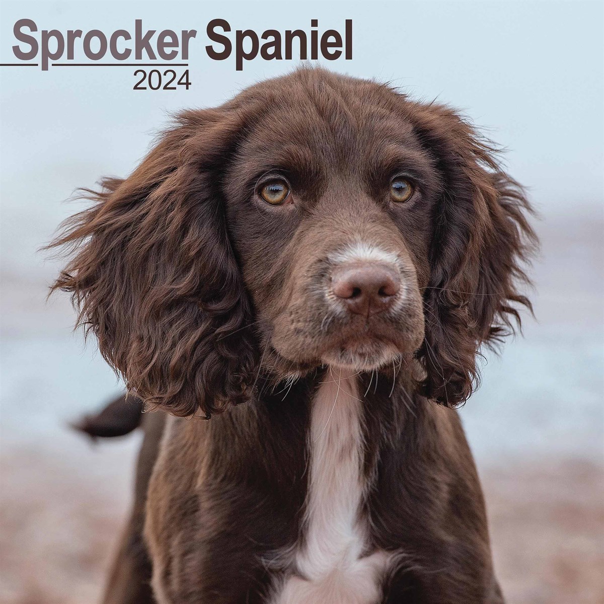 Sprocker dog 2024