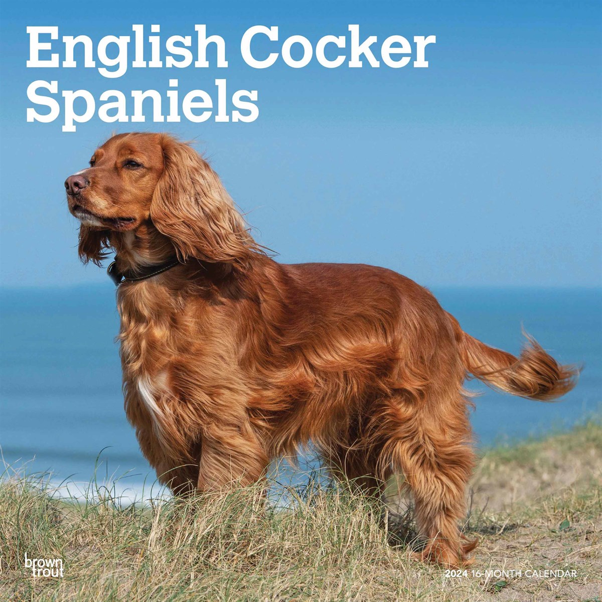 English cocker best sale spaniels near me