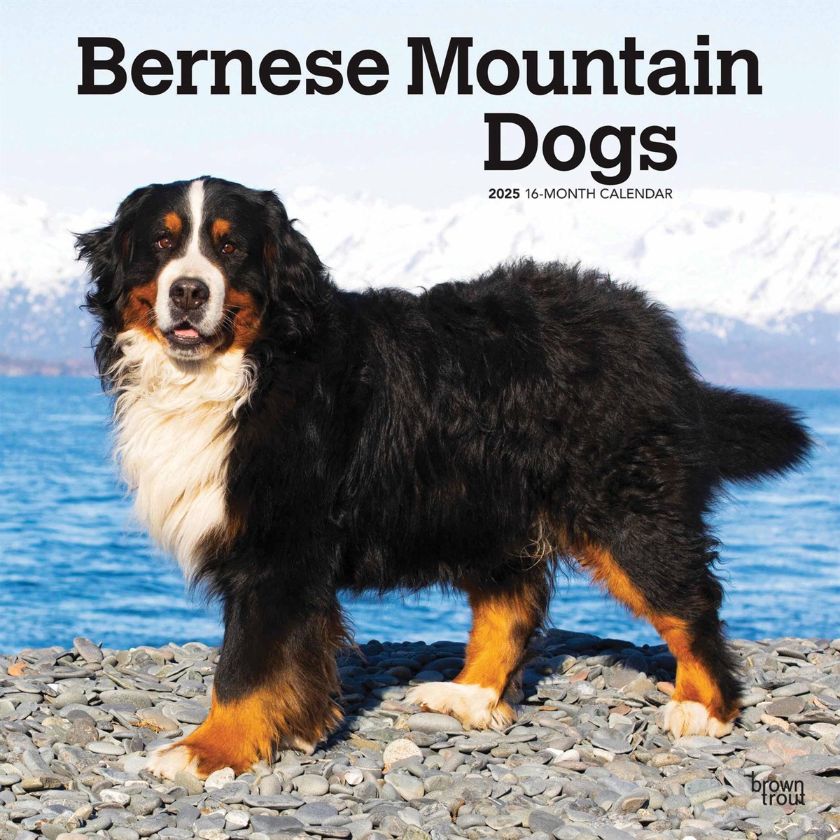 Bernese Mountain Dogs Calendar 2025