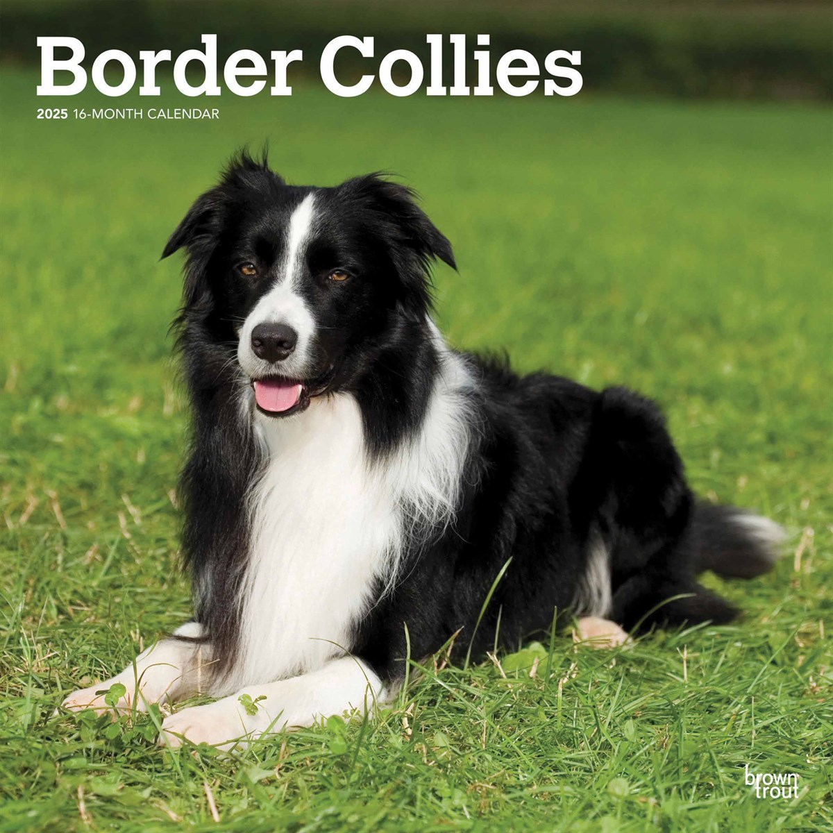 Border Collies Calendar 2025