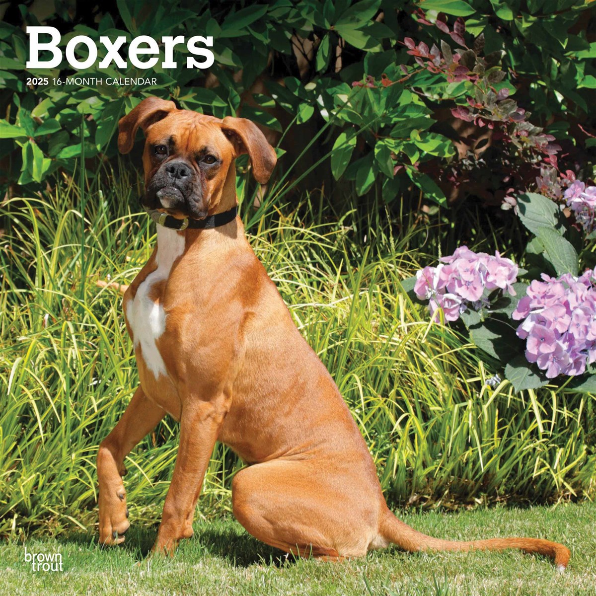 Boxer Dog Calendar 2025 Uk 