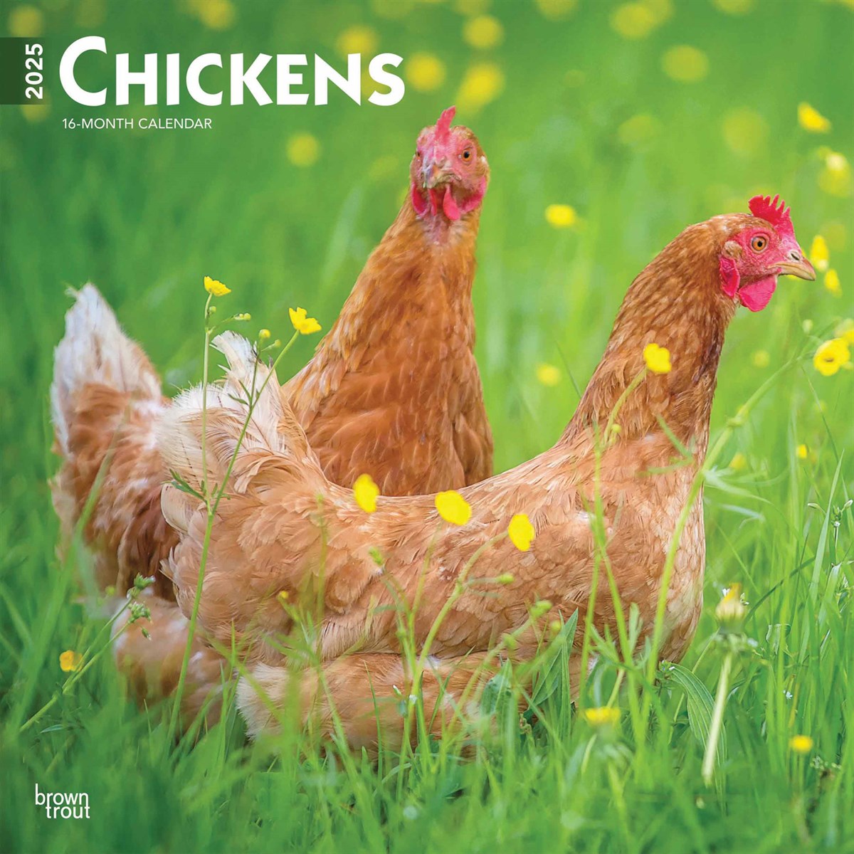 Chickens Calendar 2025