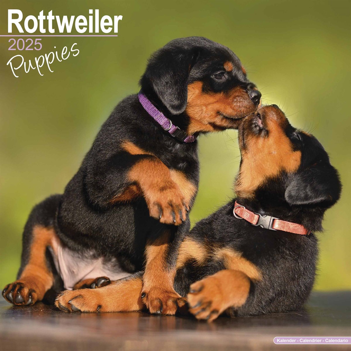 Rottweiler Puppies Calendar 2025