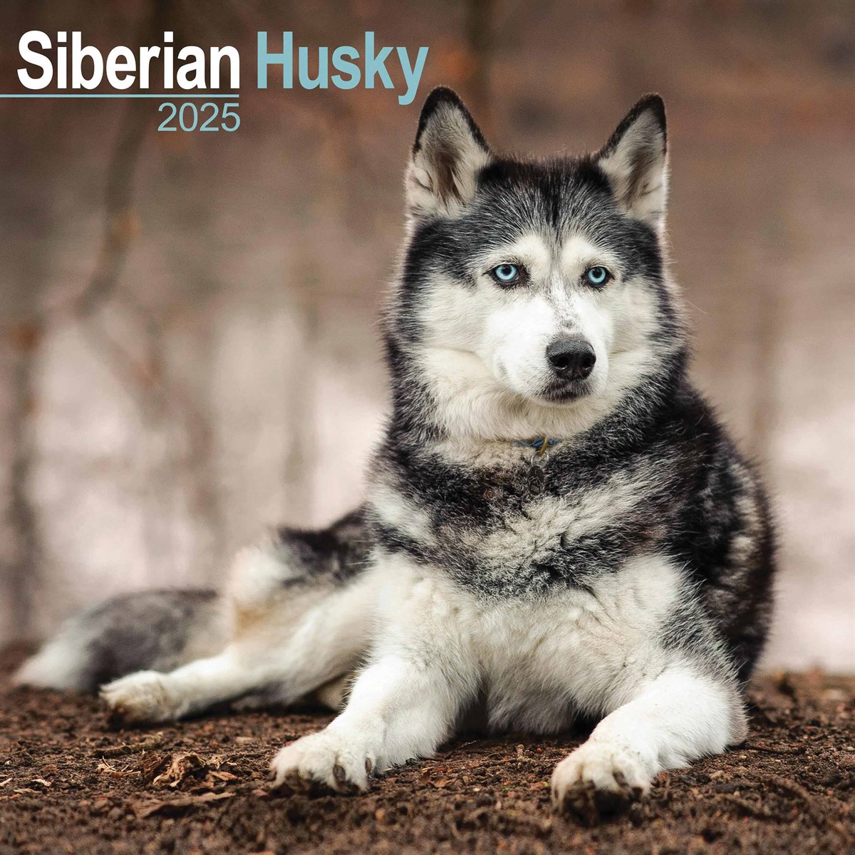 Siberian Husky Calendar 2025