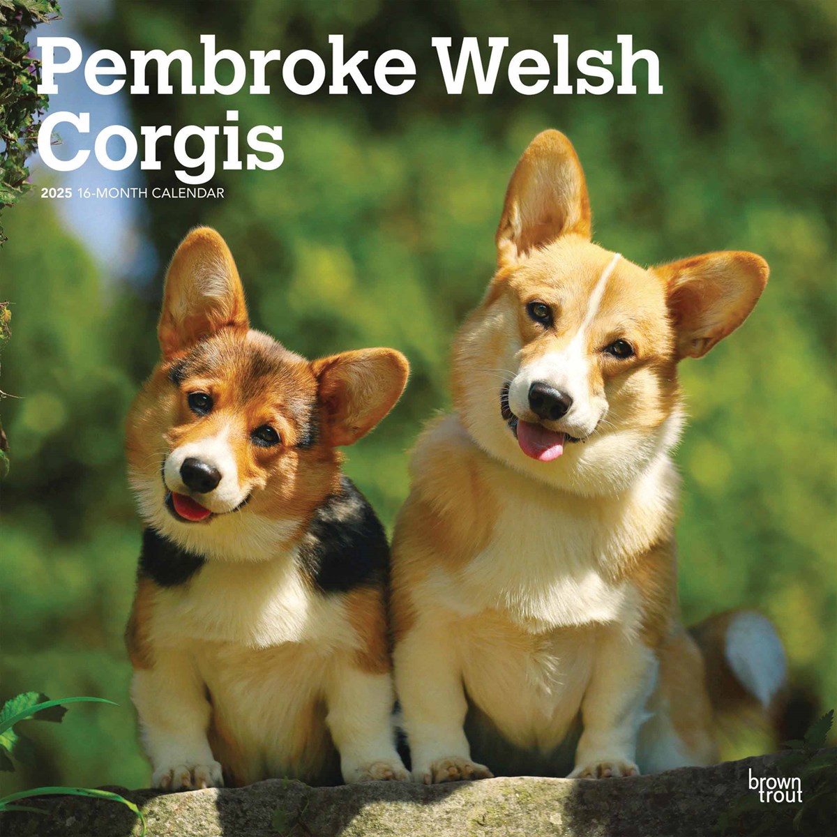 Welsh Corgi Calendar 2025